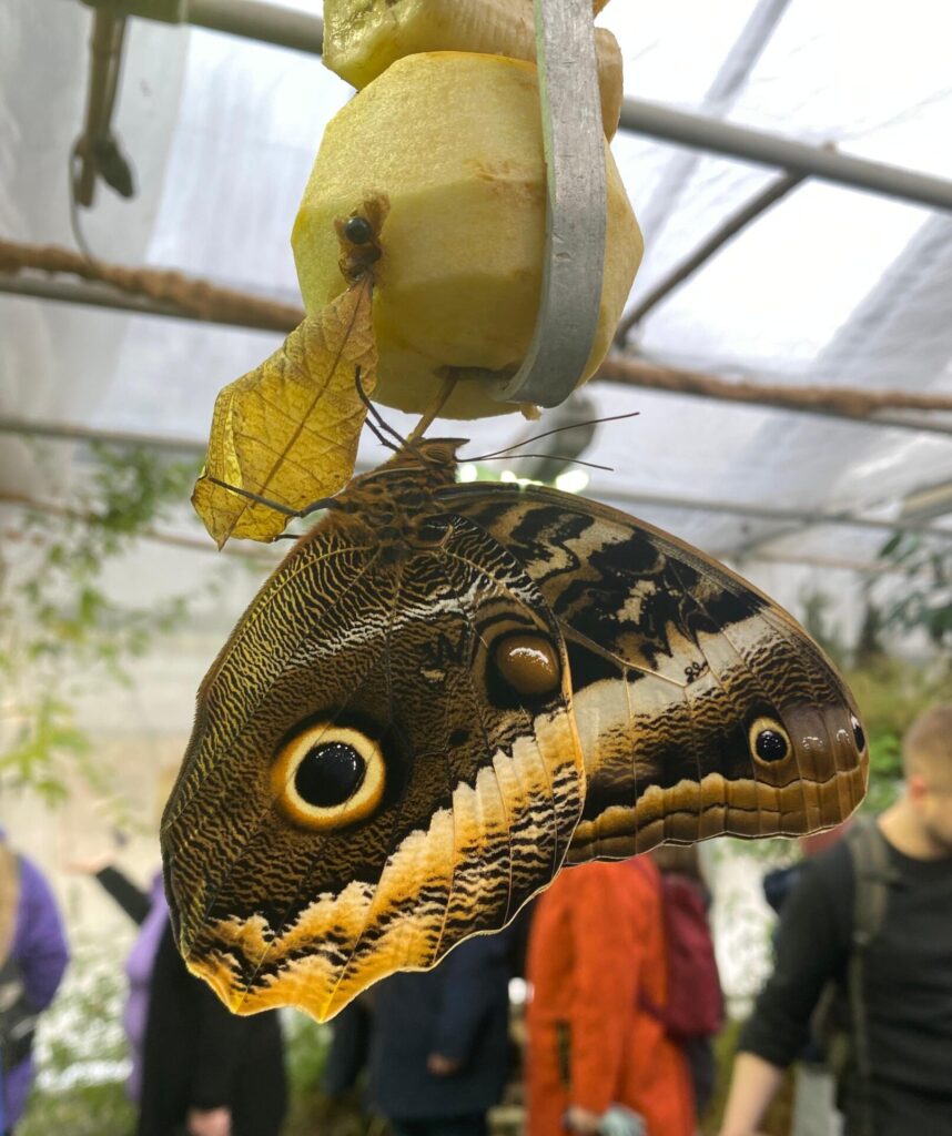 Schmetterling am Apfel